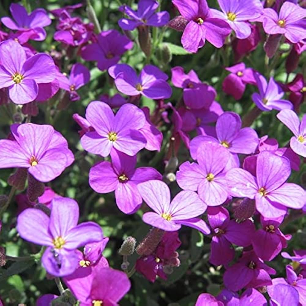 Rainbow Creeping Thyme Blue Rock Cress - Perennial Ground Cover Flower for Home Garden, 200 Pcs (12 Colors)