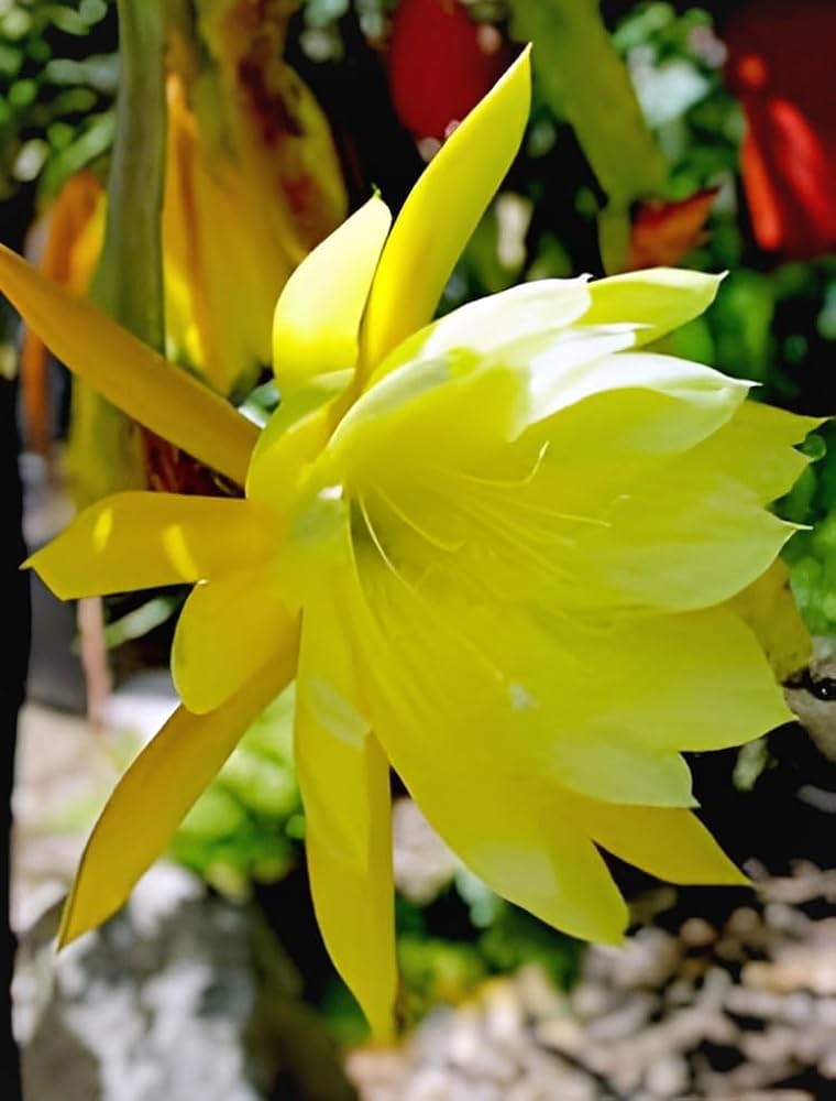 Fresh Stem Cuttings of Epiphyllum Orchid Cactus - Vibrant Yellow Colors | 5 Pieces