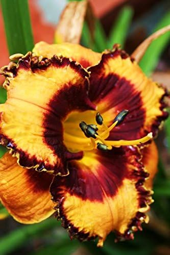 10 Mixed Colors Daylily Seeds | Hemerocallis Day Lily Fine Mix | Red, Purple, and More | 10 Flower Seeds