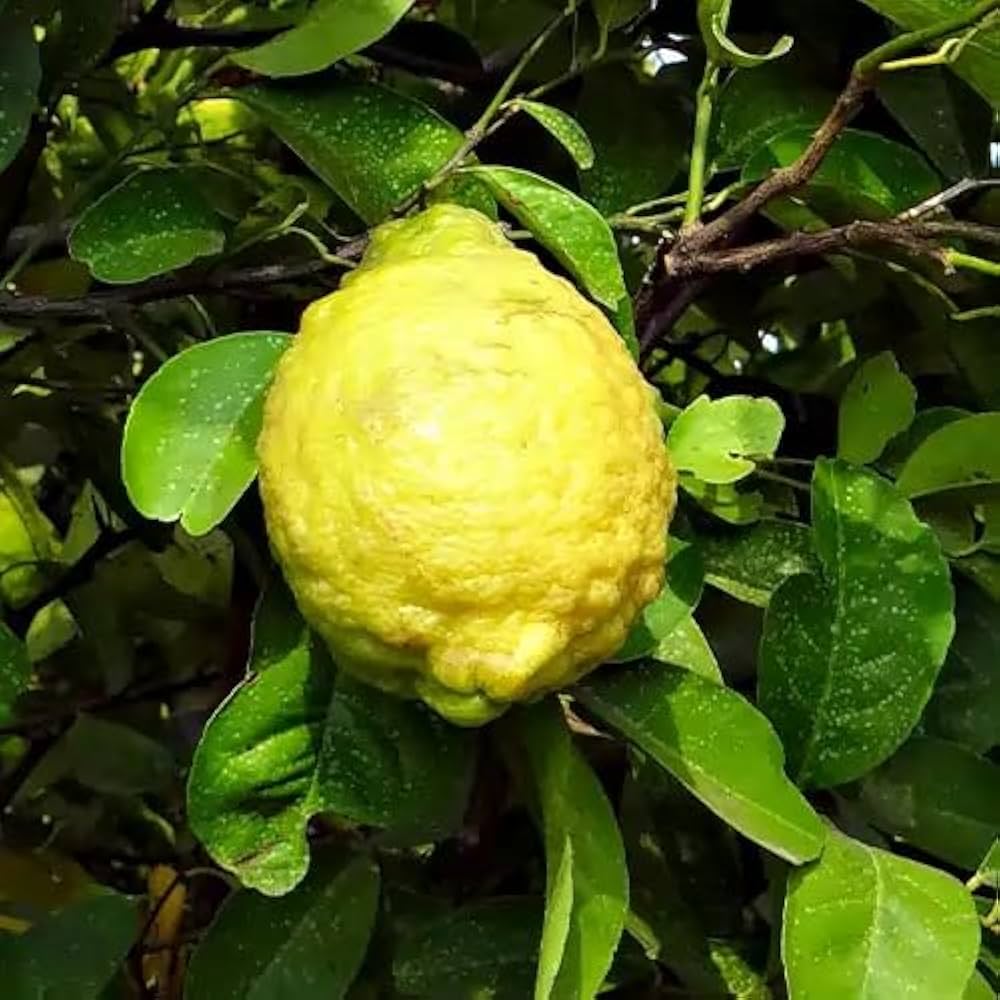 Rough Lemon Seeds for Planting – Grow Hardy Citrus Trees at Home