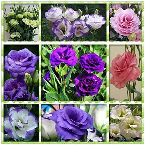 Rare Mixed Colour Eustoma Seeds for Planting