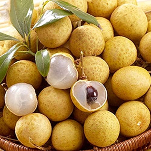 Rare Dwarf Longan Sri Chompoo (Dragon Eye) Exotic Fruit Seeds | 6 Seeds | Unique Tropical Fruit Variety