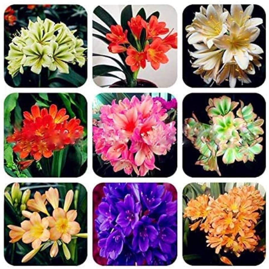 Clivia Mixed Seeds for Planting - 100 pcs - Flower seeds