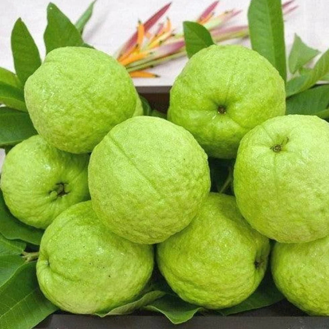 Allahabad Safeda Guava Seeds – Sweet & Juicy Tropical Fruit for Planting