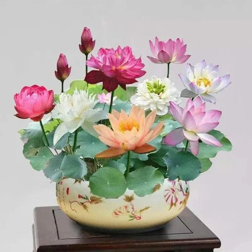 "Bonsai Bowl Lotus Seeds, Planting - 100 pcs" - Flower seeds