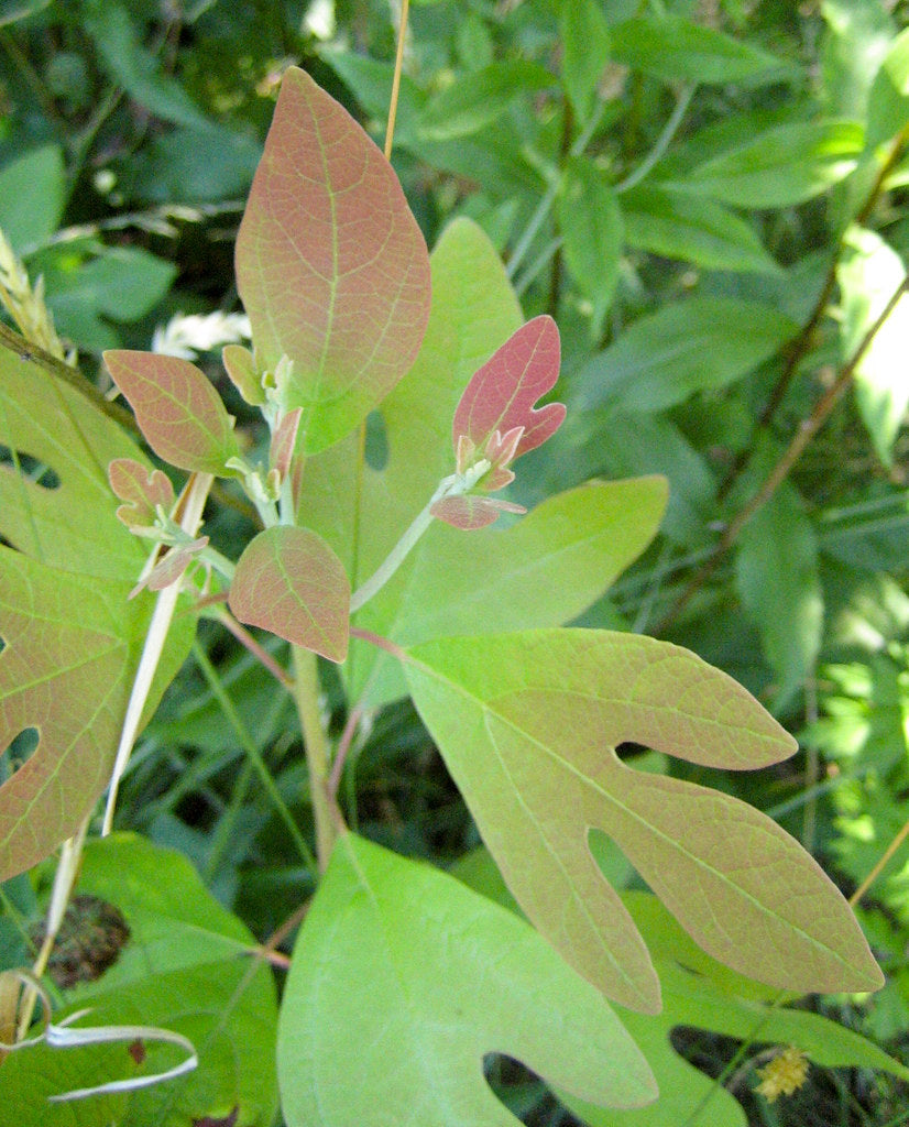 "Fragrant Sassafras Seeds, Planting - 100 pcs" - Plant Seeds