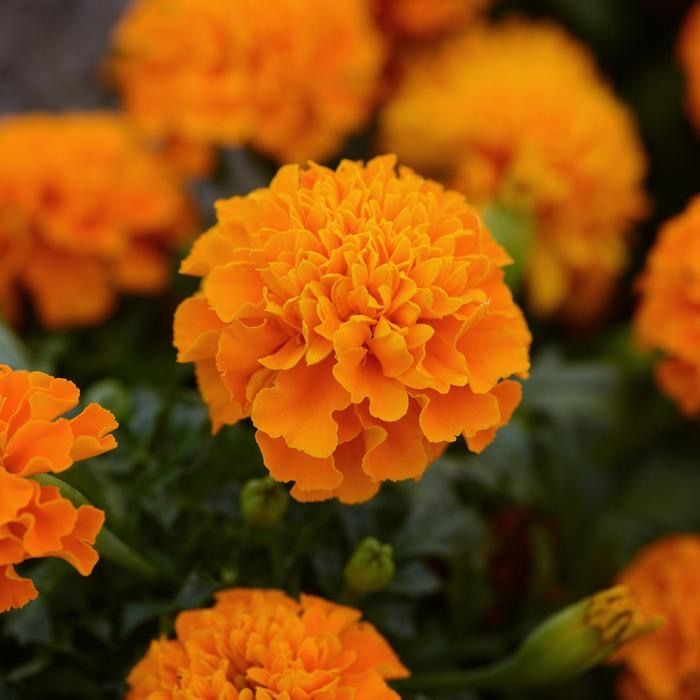 Triploid Marigold Flower Seeds, Hybrid Vigorous Blooms for Gardens