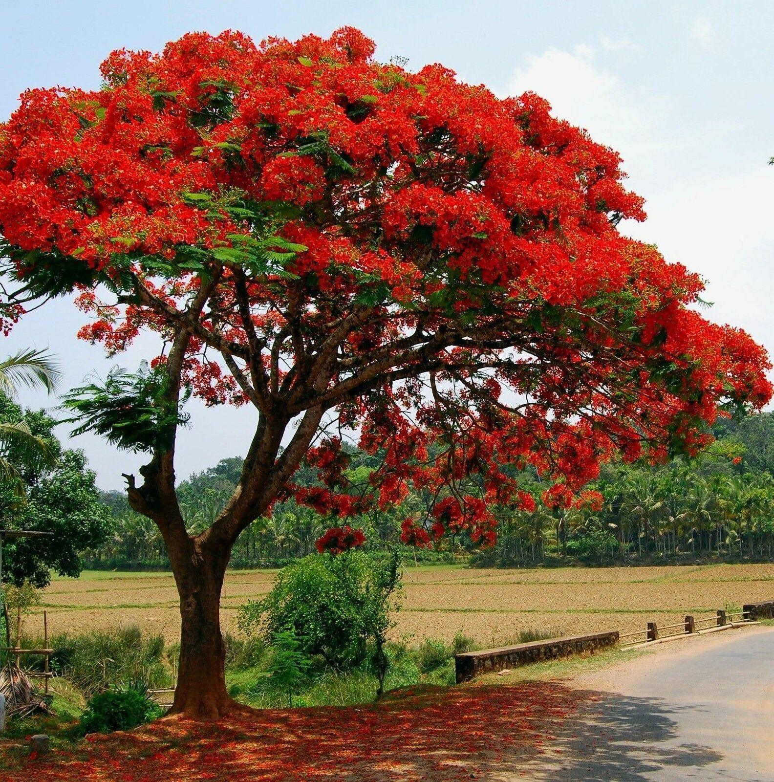 Flamboyant Flame Tree Seeds, Delonix Regia, 100 pcs for Planting - Plant Seeds