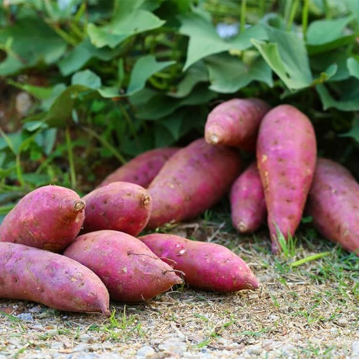 Sweet Potato Vegetable Seeds, Violet Variety for Planting and Home Harvests