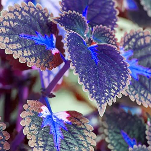 Graines de Coleus bleu-blanc - Annuelles, résistantes à la chaleur, attractives pour oiseaux et colibris pour plates-bandes, bordures, patios, conteneurs, intérieur et extérieur - 100 pièces