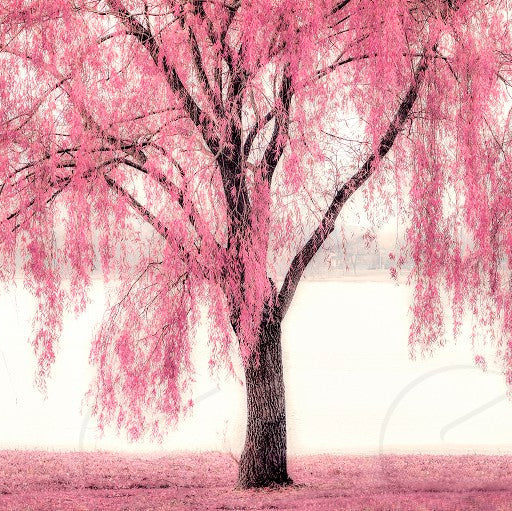 "Pink Willow Weeping Tree Seeds, Planting, 100 pcs" - Plant Seeds