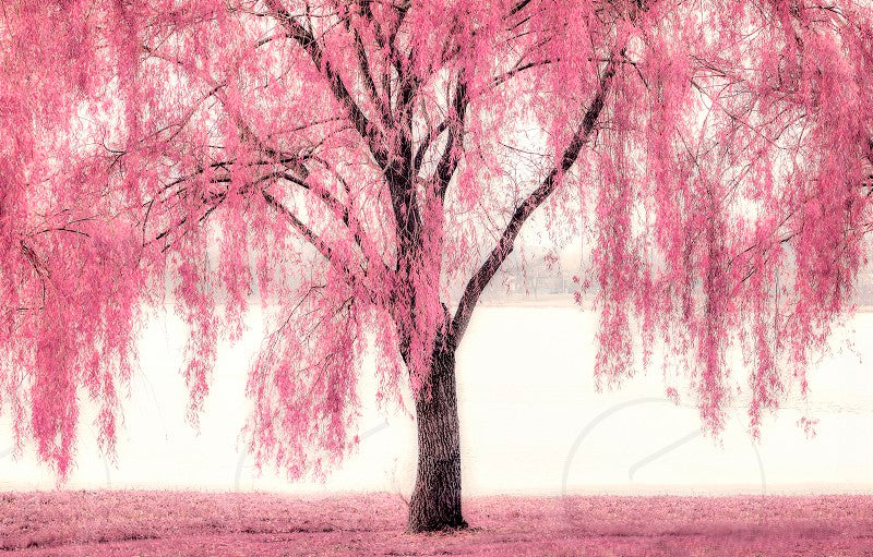 "Pink Willow Weeping Tree Seeds, Planting, 100 pcs" - Plant Seeds