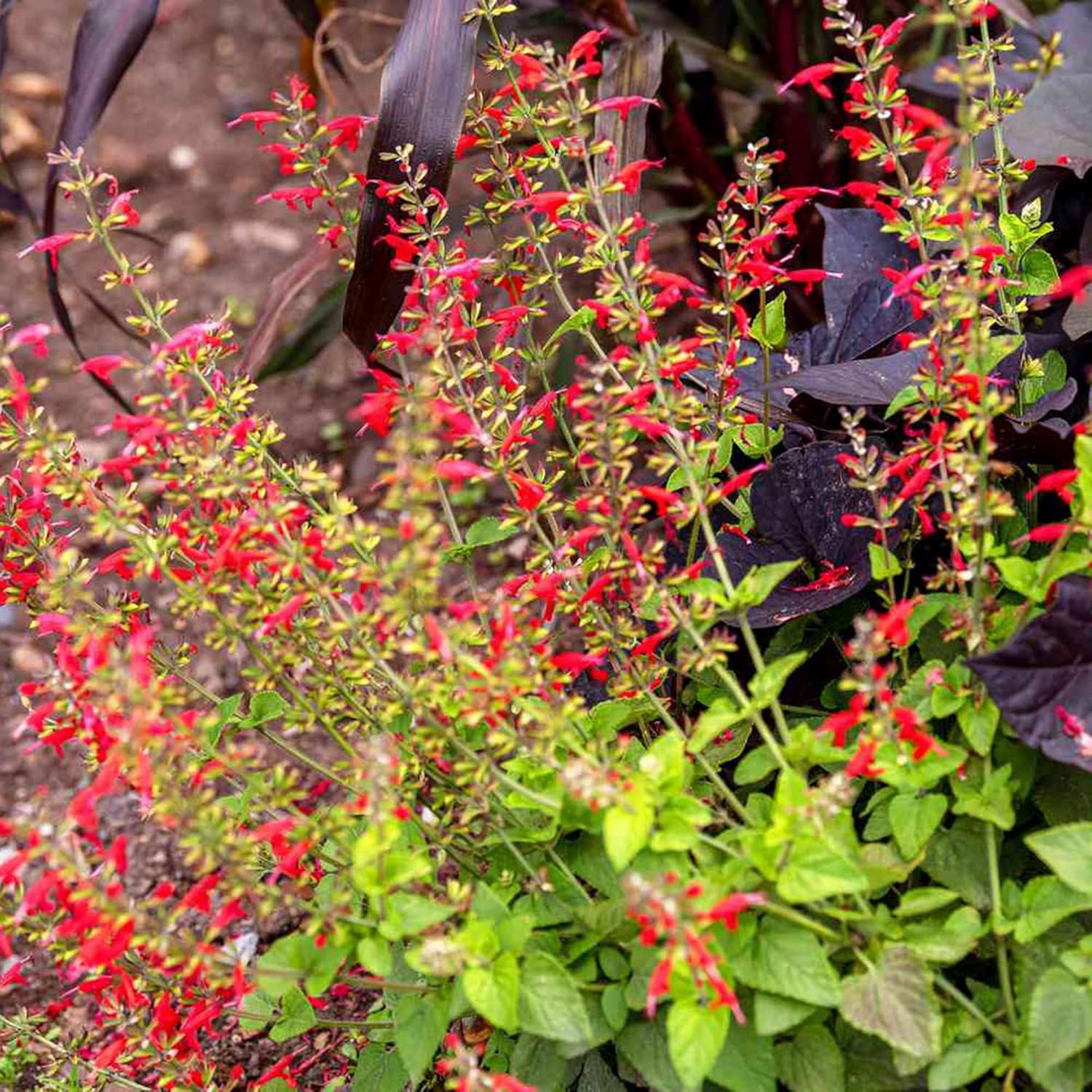 Pineapple Sage Seeds (Salvia Elegans) - Edible Leaves & Flowers, Attracts Hummingbirds, Fragrant, Perennial/Annual for Indoor/Outdoor Containers & Borders - 10 Pcs