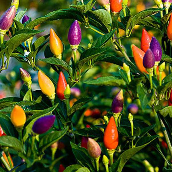 Dekorative Chili Choice-Mischsamen - Bringen Sie farbenfrohes und würziges Flair in Ihren Garten