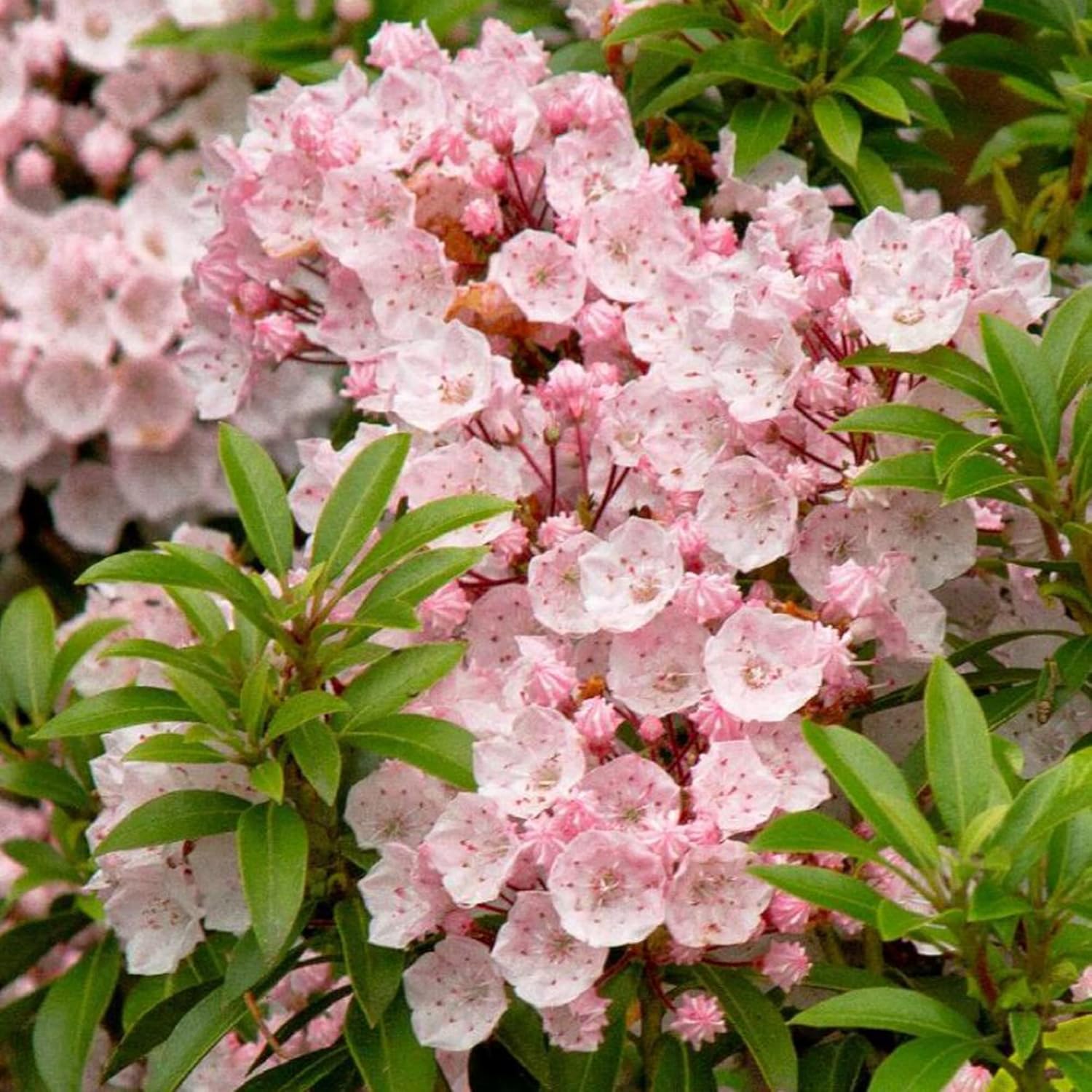 Mountain Laurel Seeds (Kalmia Latifolia) – Flowering Evergreen Shrub with Showy Flowers & Glossy Foliage, Attracts Pollinators