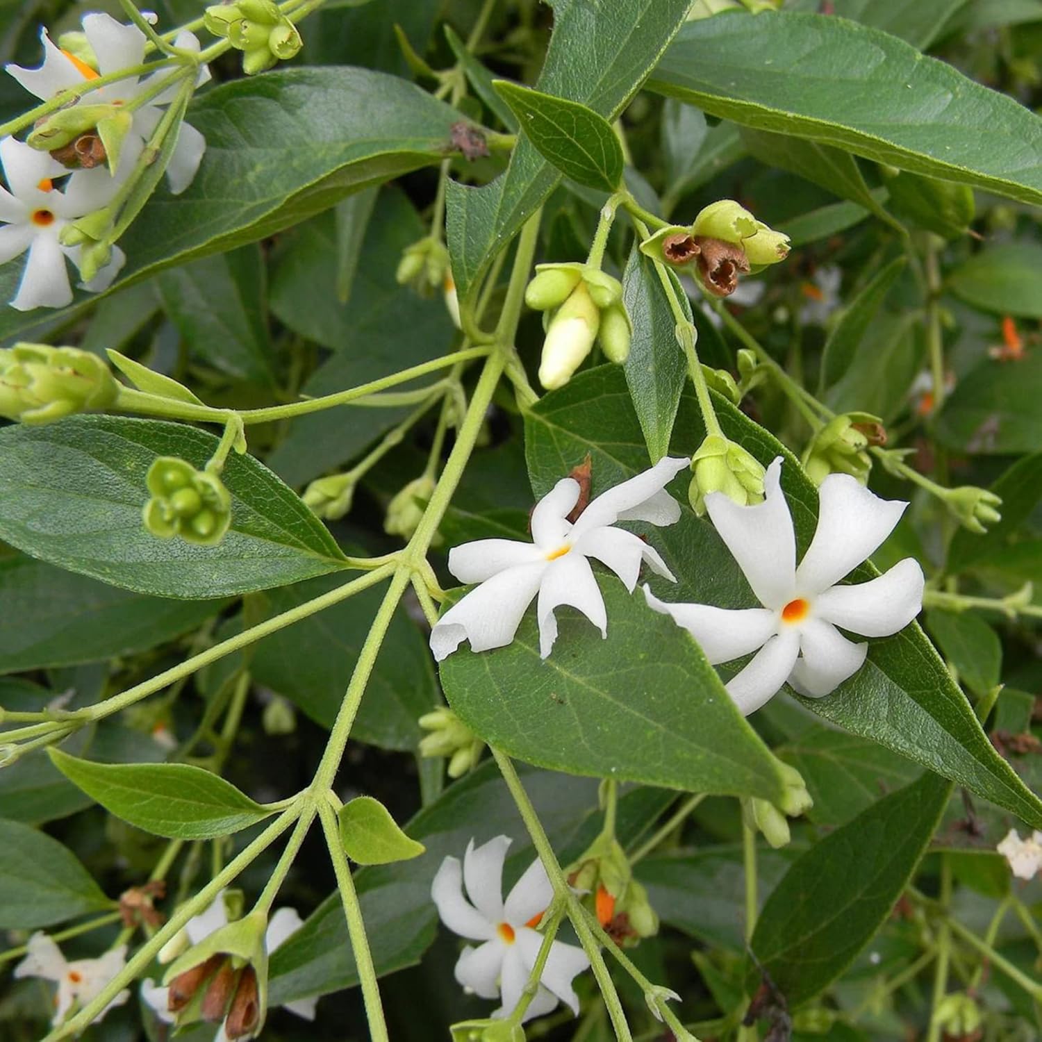 Night-Flowering Jasmine Seeds for Planting Nyctanthes Arbor-Tristis - Fragrant, Health Benefits, Showy Ornamental for Patio & Borders - 100 Pcs