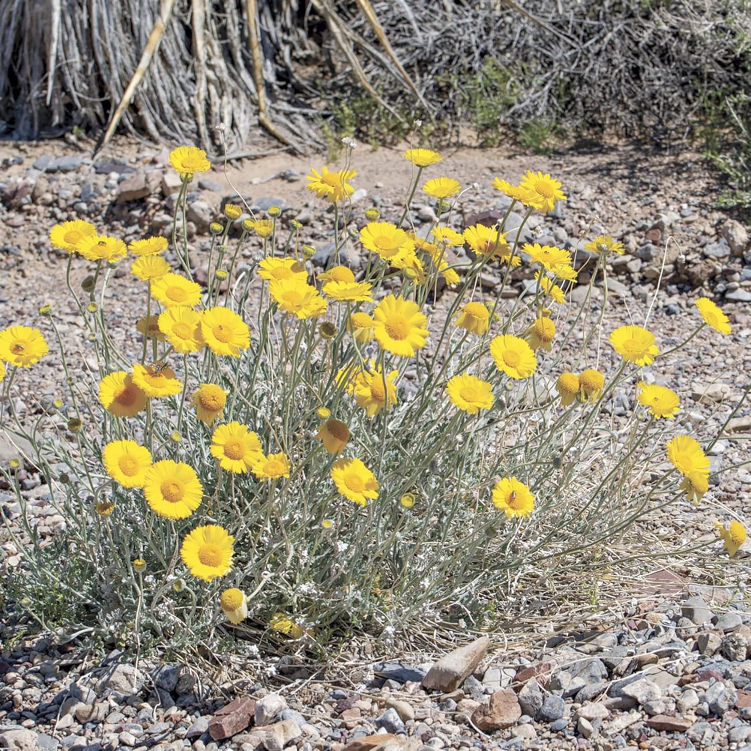 Desert Marigold Seeds - Baileya Multiradiata Perennial, Butterfly Attractor, Deer Resistant, Drought Tolerant, Ideal for Rock Gardens & Containers - 500 Pcs