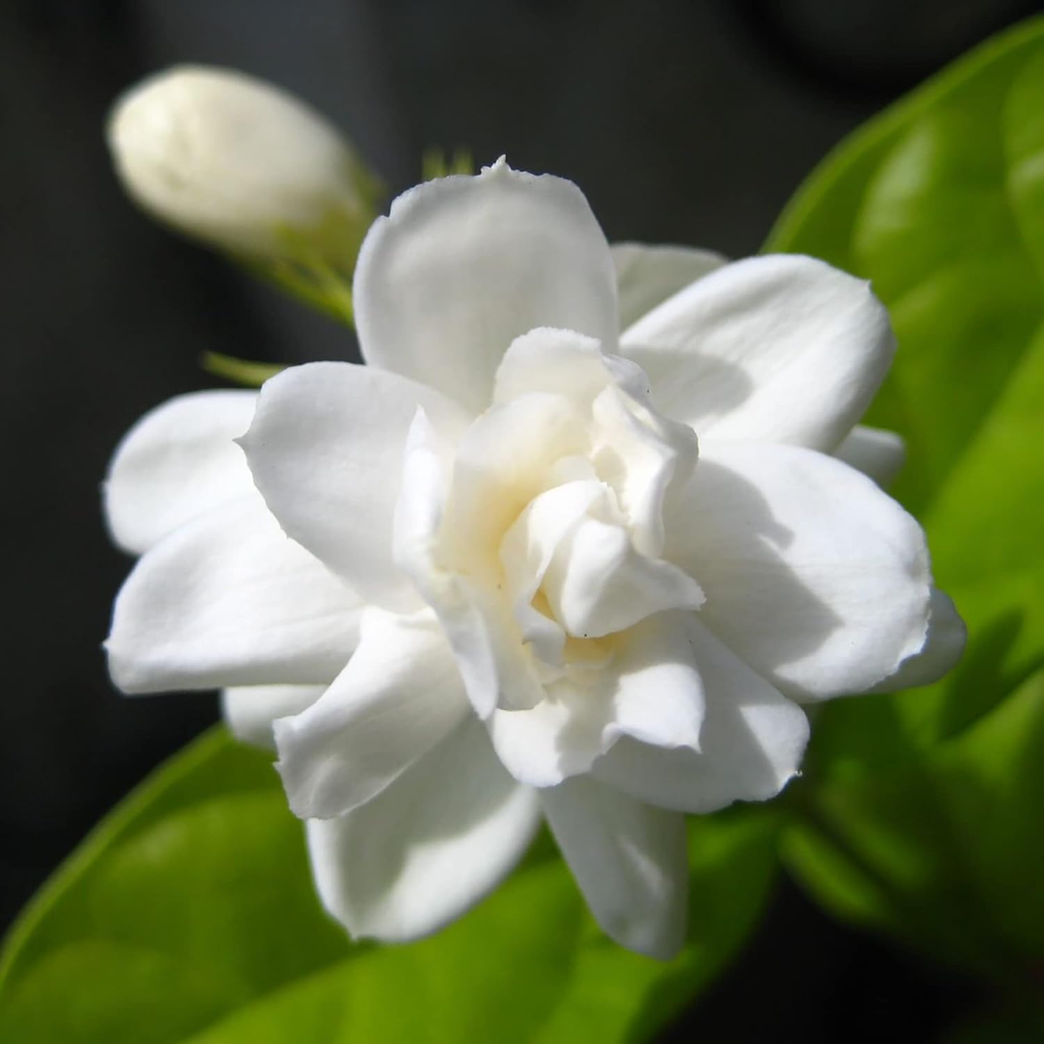 Graines de jasmin d'Arabie à planter - Jasminum Sambac, arbuste grimpant parfumé à feuilles persistantes pour terrasse, jardin et conteneurs