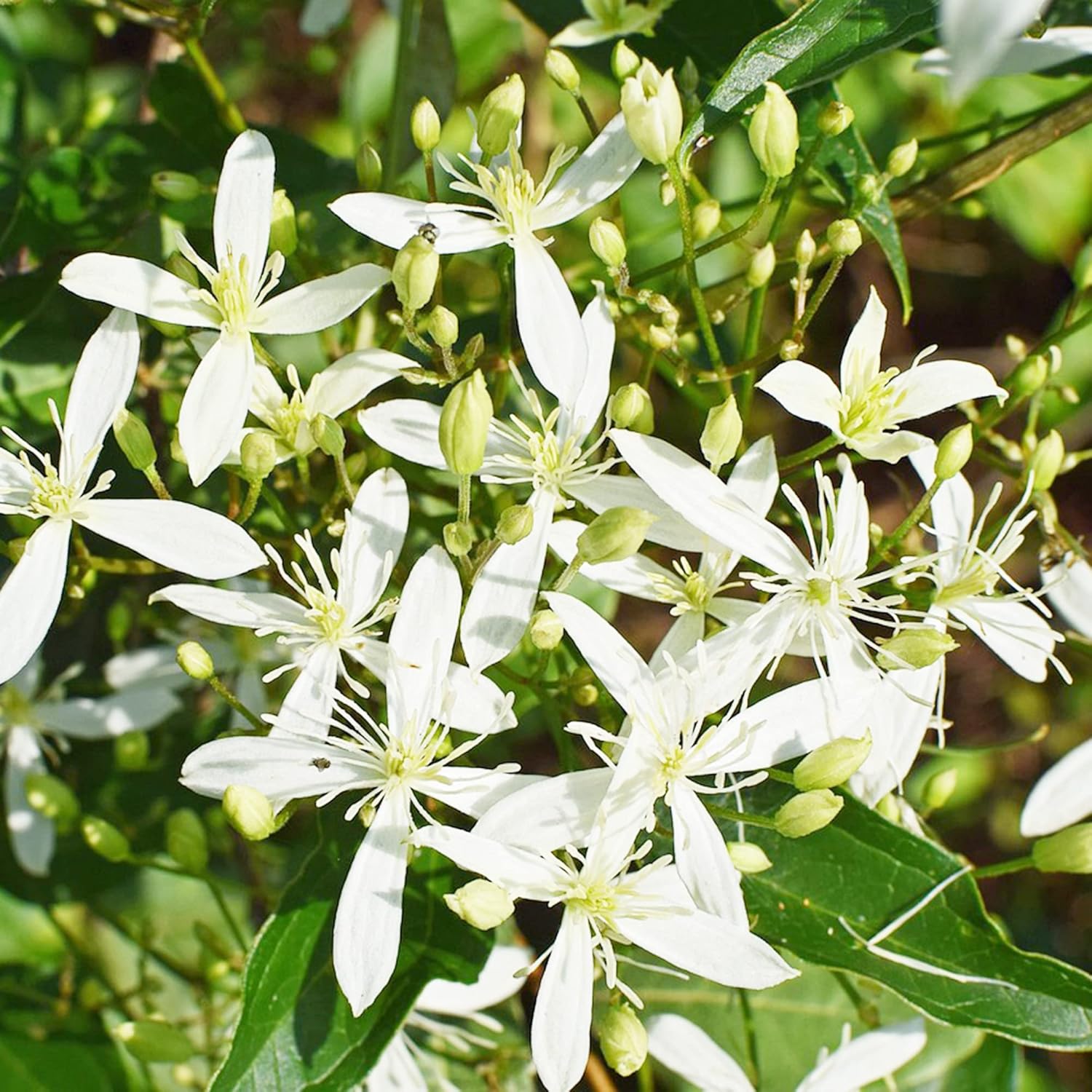 Sweet Autumn Clematis Seeds (Clematis Terniflora) Perennial Vine, Fragrant, Fast Growing for Fence, Arbor, Ground Cover