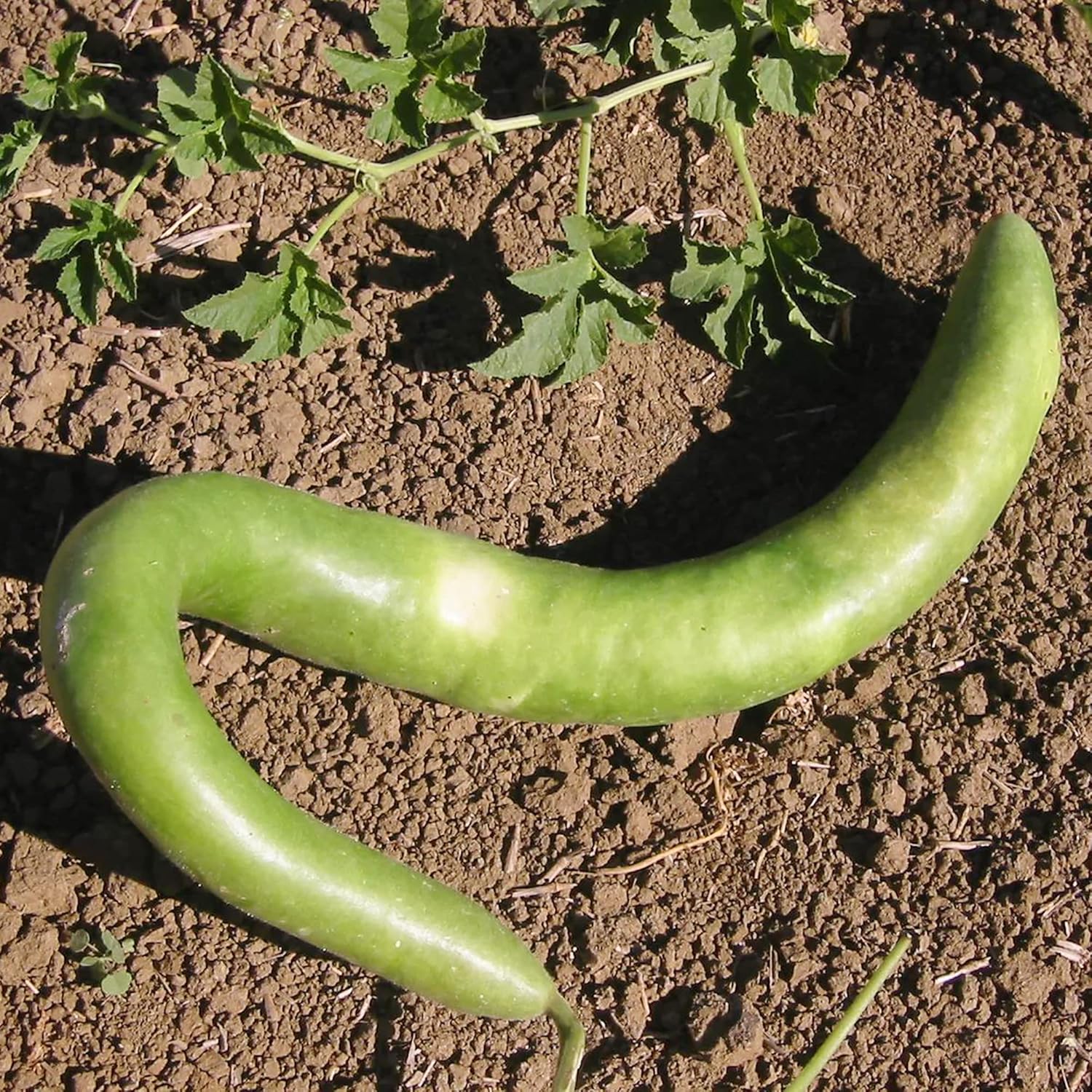 Cucuzzi Gourd Seeds,  Italian Edible Gourd, Annual, Self-Pollinating Vegetable Garden Seeds- 100 Pcs