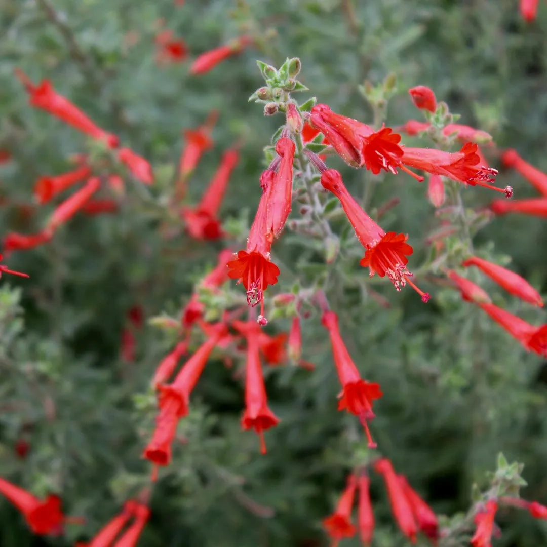 California Fuchsia Epilobium Canum - 30 Seeds