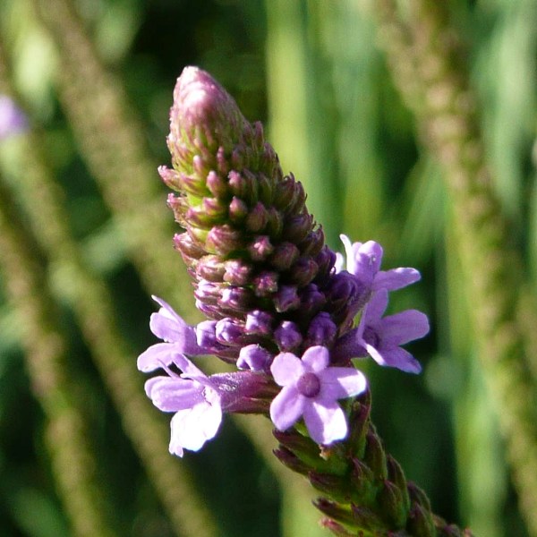 Blue Vervain Seeds (Verbena hastate) for Planting