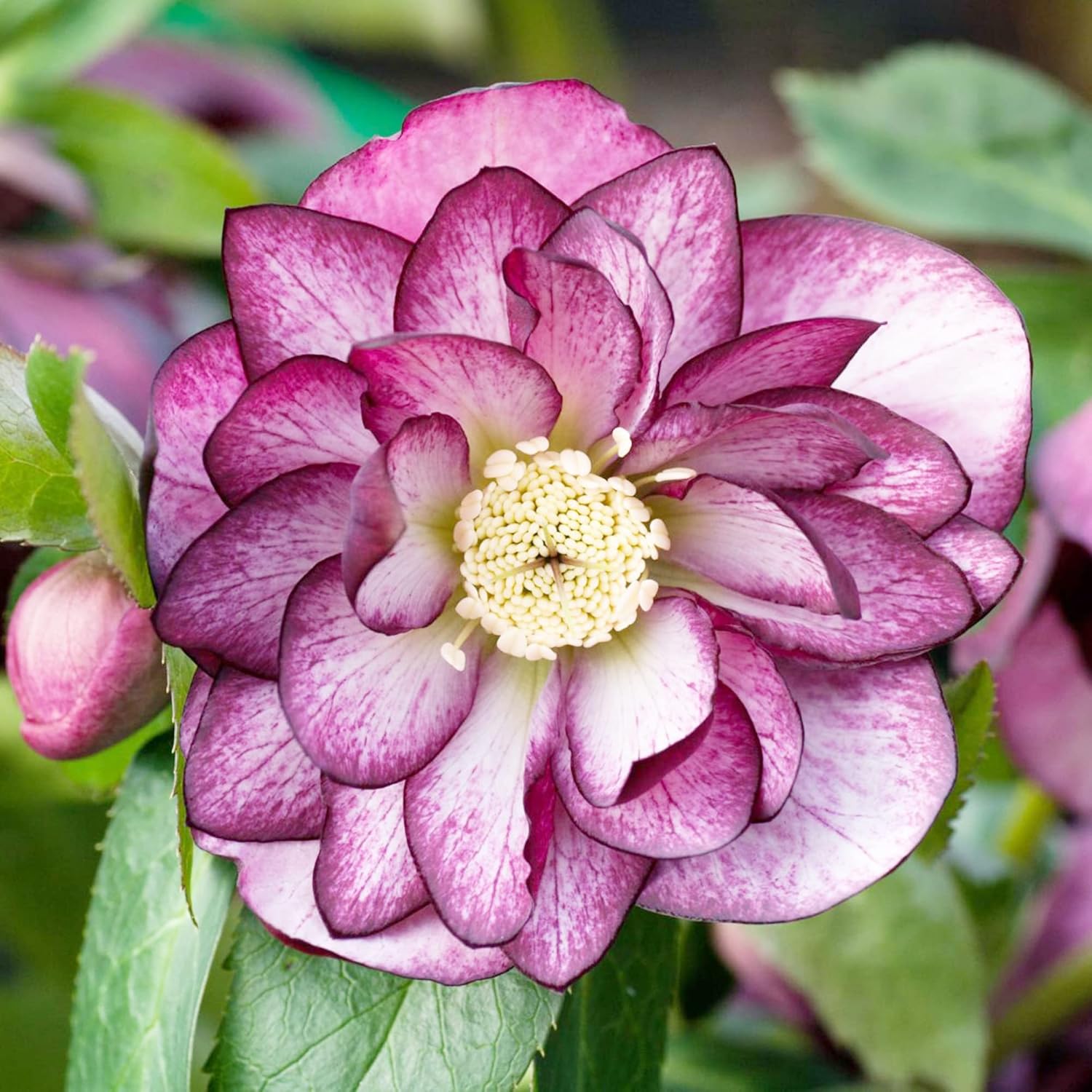 Lenten Rose Seeds Helleborus Perennial - Attracts Pollinators for Shady Borders & Containers - 10 Pieces