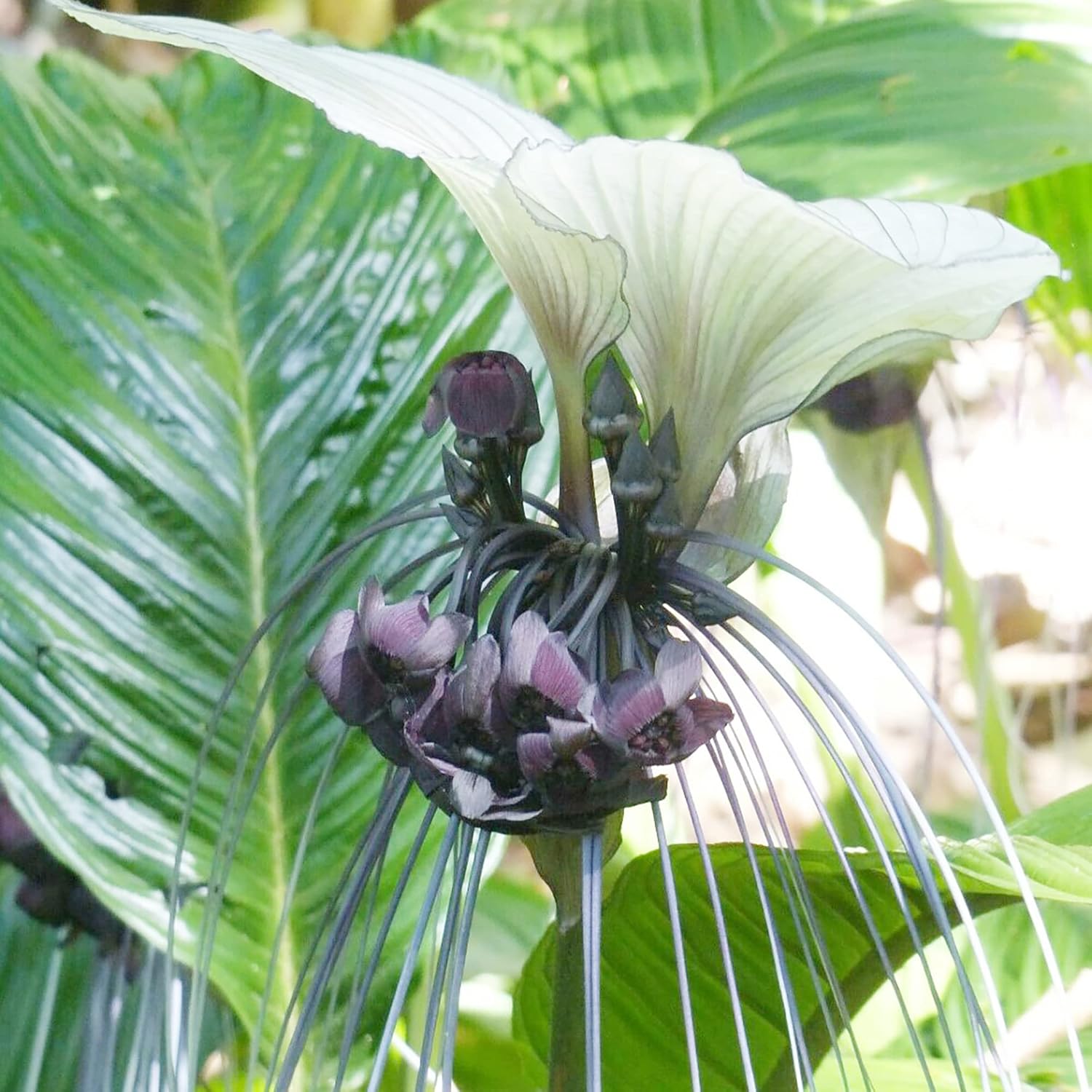 Tacca Integrifolia White Batflower Seeds - Tropical Ornamental, GMO-Free, Ideal for Indoor Containers - 5 Pcs