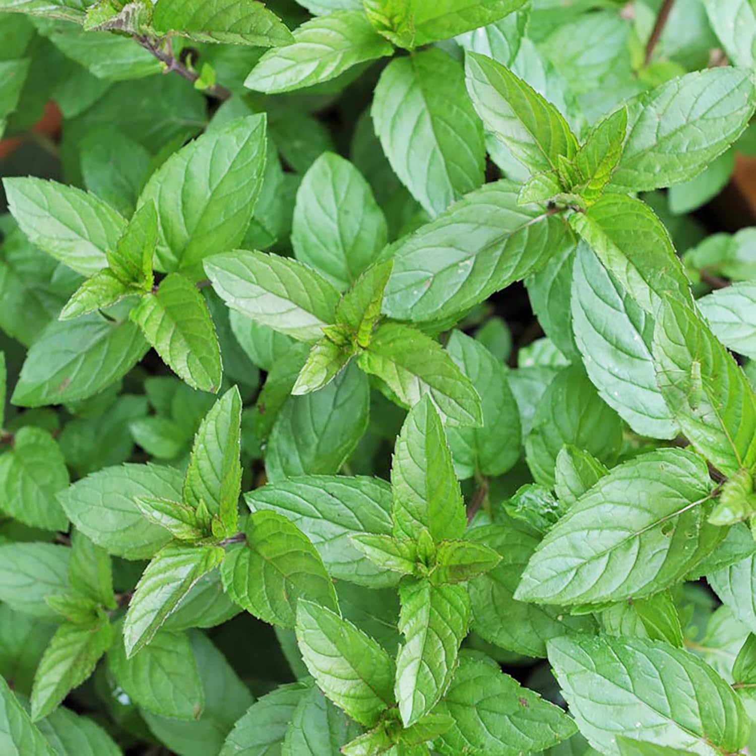 Schokoladenminzsamen – mehrjährig, schnellwüchsig für Terrasse und Containergarten, 100 Stück