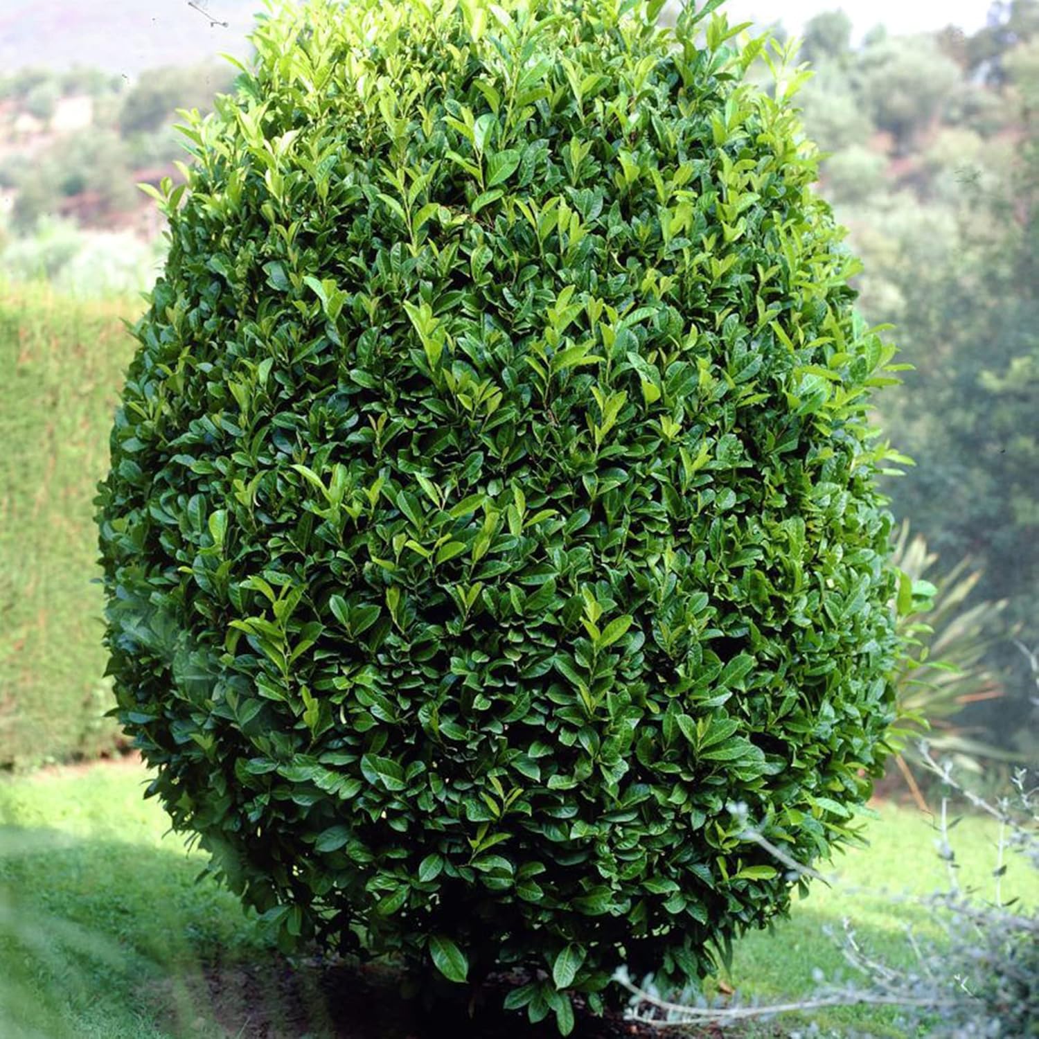 Lorbeersamen (Laurus Nobilis) - Duftender, immergrüner Baum oder Strauch für Gärten und Landschaften - 65 Stück