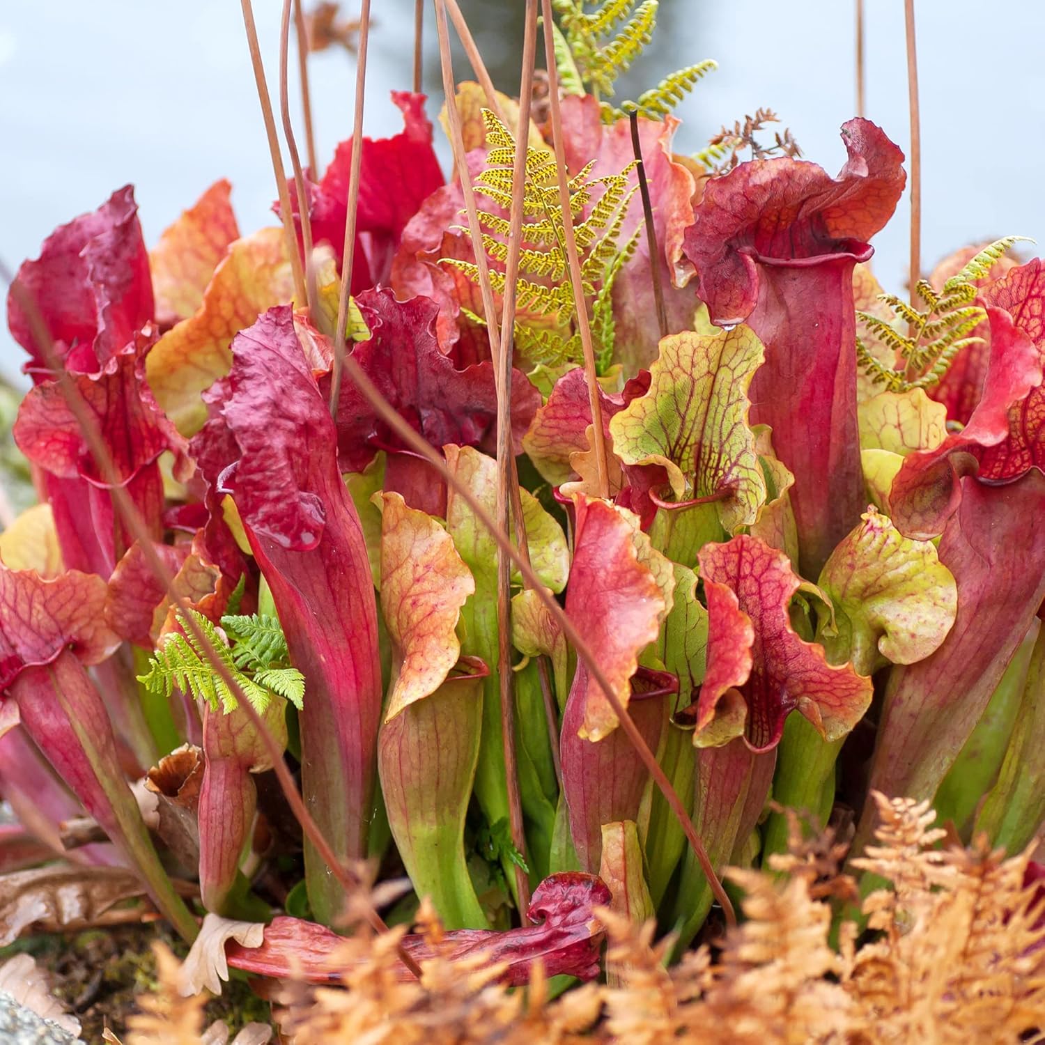 Sarracenia Purpurea Seeds - Purple Pitcher Plant, Unique Pitcher-Shaped Leaves, Attracts Pollinators, Thrives in Nutrient-Poor Wetlands, Garden Outdoor - 25 Pcs