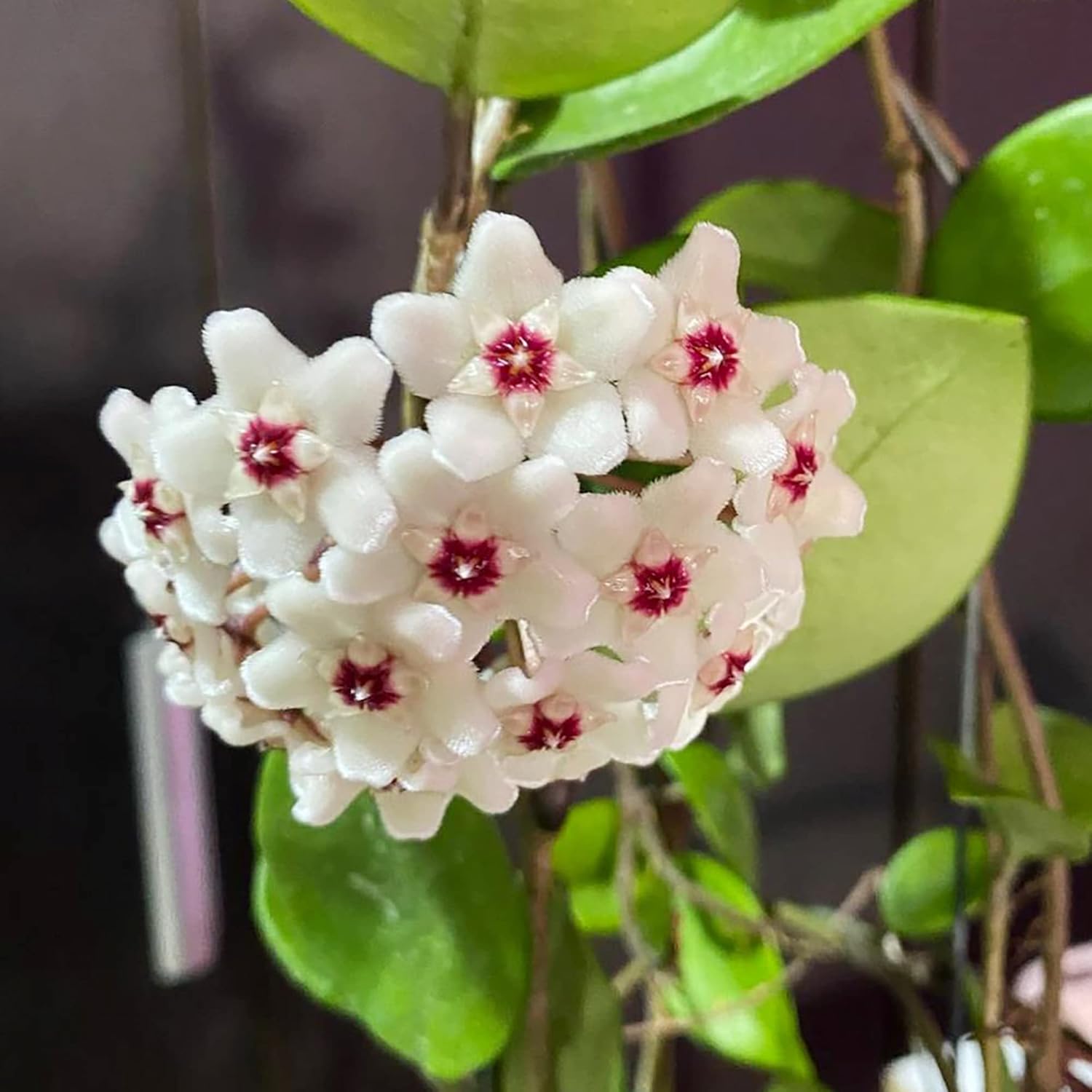 Hoya Carnosa Seeds (Wax Plant) - Attractive Waxy Foliage, Unique Growth Habit, Fragrant Star-Shaped Flowers, Low-Maintenance Houseplant for Hanging Basket - 100 Pieces