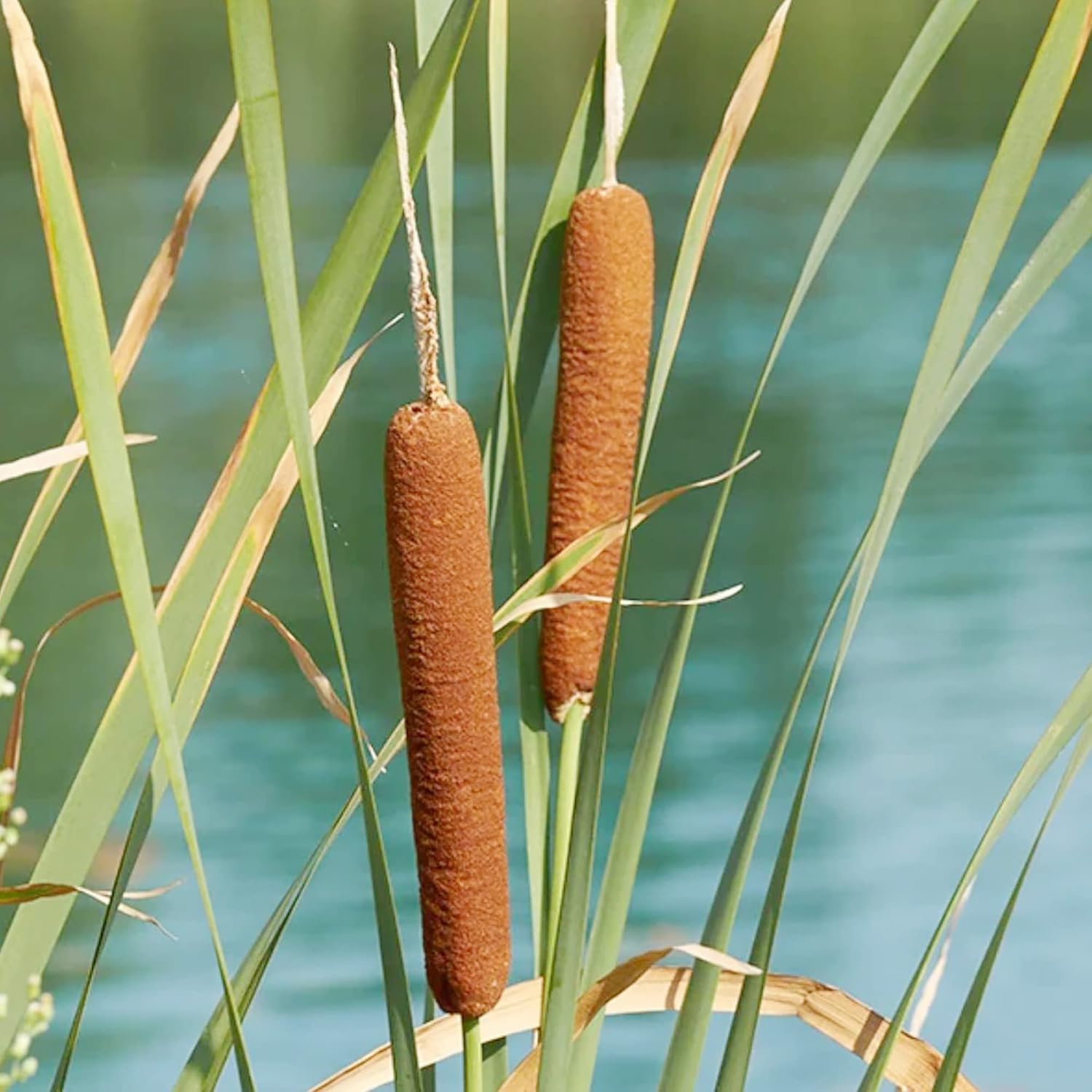 Graines de quenouilles pour la plantation Typha Latifolia Plante ornementale vivace à croissance rapide pour étangs et jardins marécageux