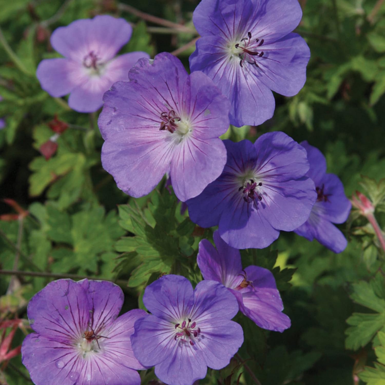 Geranium 'Rozanne' Seeds - Perennial, Long Blooming Period, Attracts Bees & Butterflies, Low Maintenance Ground Cover - 55 Pcs