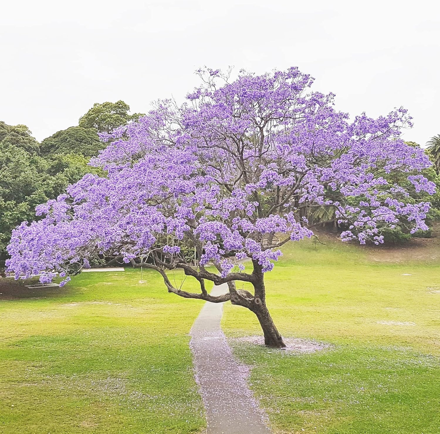 Blue Jacaranda Seeds (Jacaranda Mimosifolia) - Vibrant Blue Flowers, Drought-Tolerant, Low-Maintenance Shade Tree for Parks & Gardens - 30 Pcs