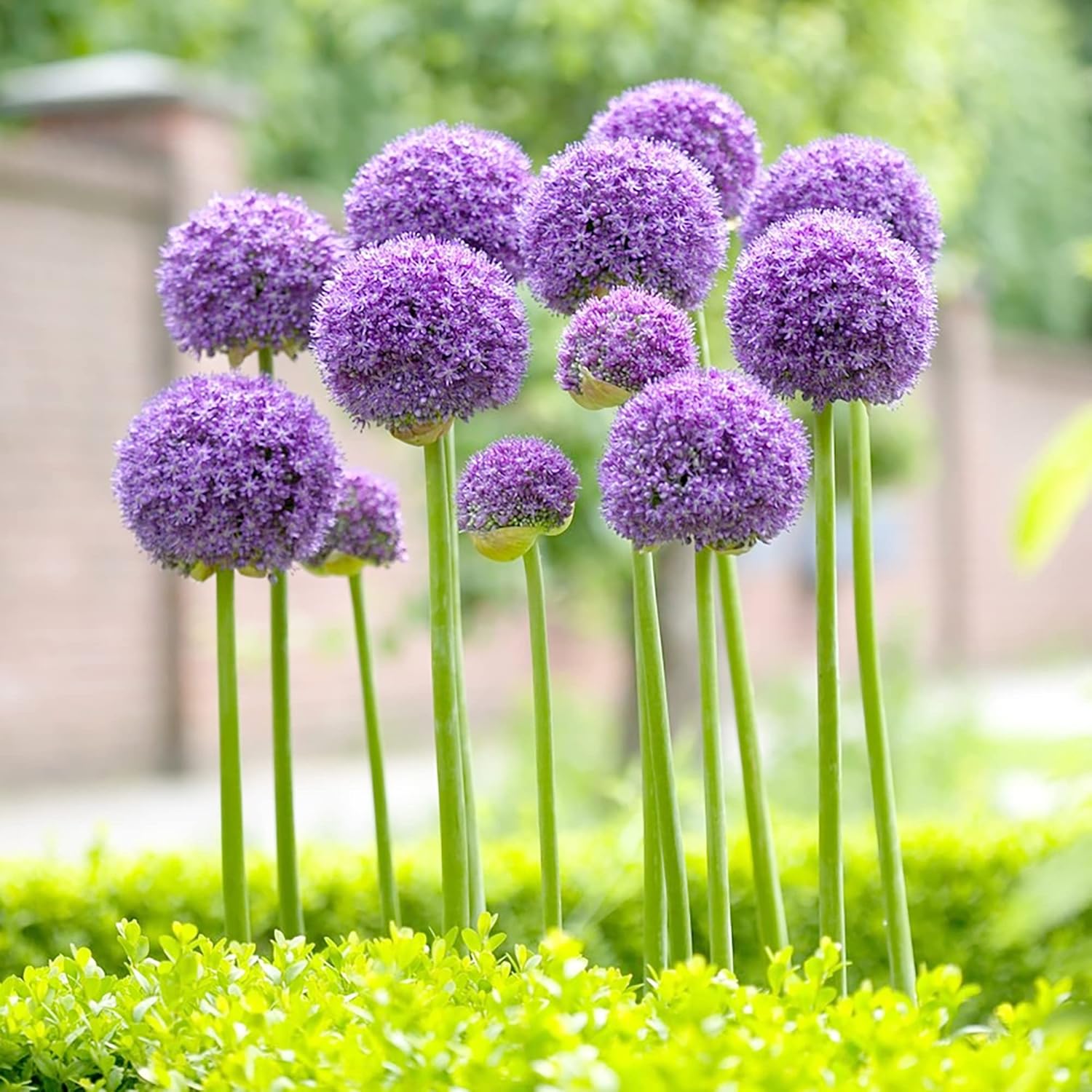 Riesenlauchsamen - Allium Giganteum Purple, kältebeständiges Erbstück und gentechnikfrei, ideal für Schnittblumen - 50 Stück