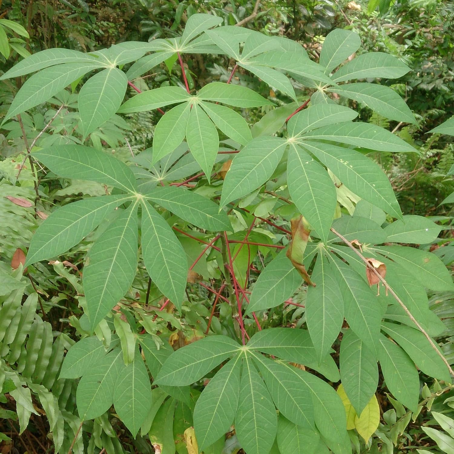 Cassava Seeds Manihot Esculenta for Planting- Yuca, Good Source of Carbohydrates, Ideal for Boiling, Frying, or Mashing