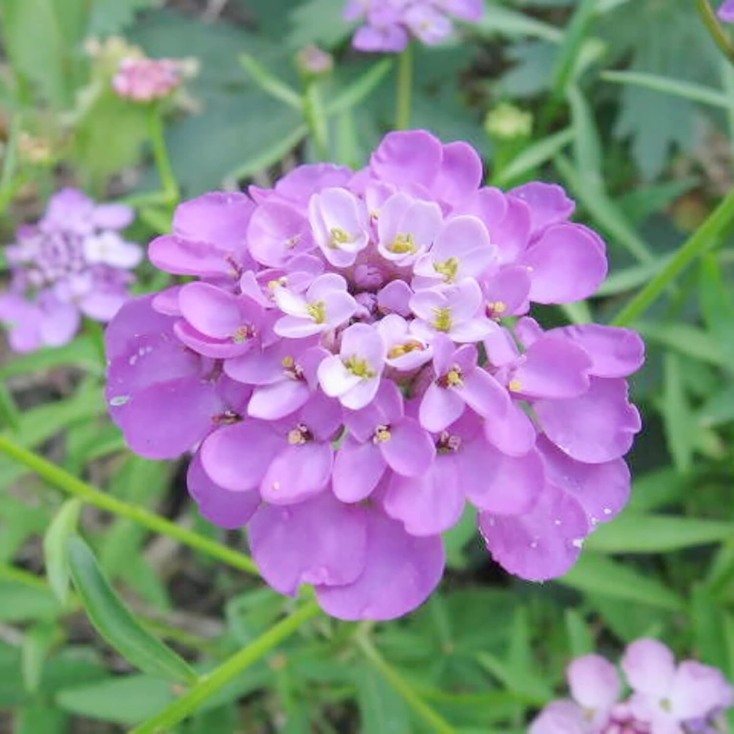 Candytuft Seeds Perennial - Attracts Pollinators, Deer & Rabbit Resistant, Drought Tolerant, Evergreen Ground Cover for Edging, Patio & Outdoor Containers - 2000 Pcs