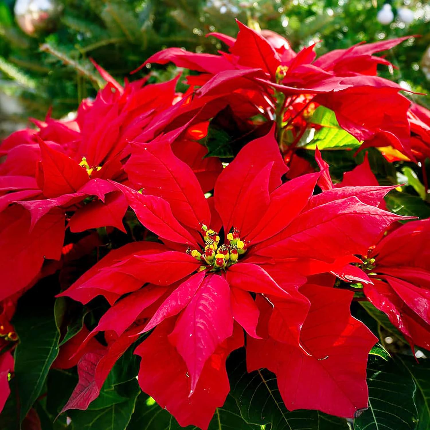 Poinsettia Seeds - Christmas Star Perennial, Drought-Tolerant, Ideal for Landscape, Hedges, Screens, Patio, Indoor & Outdoor Container - 100 Pcs