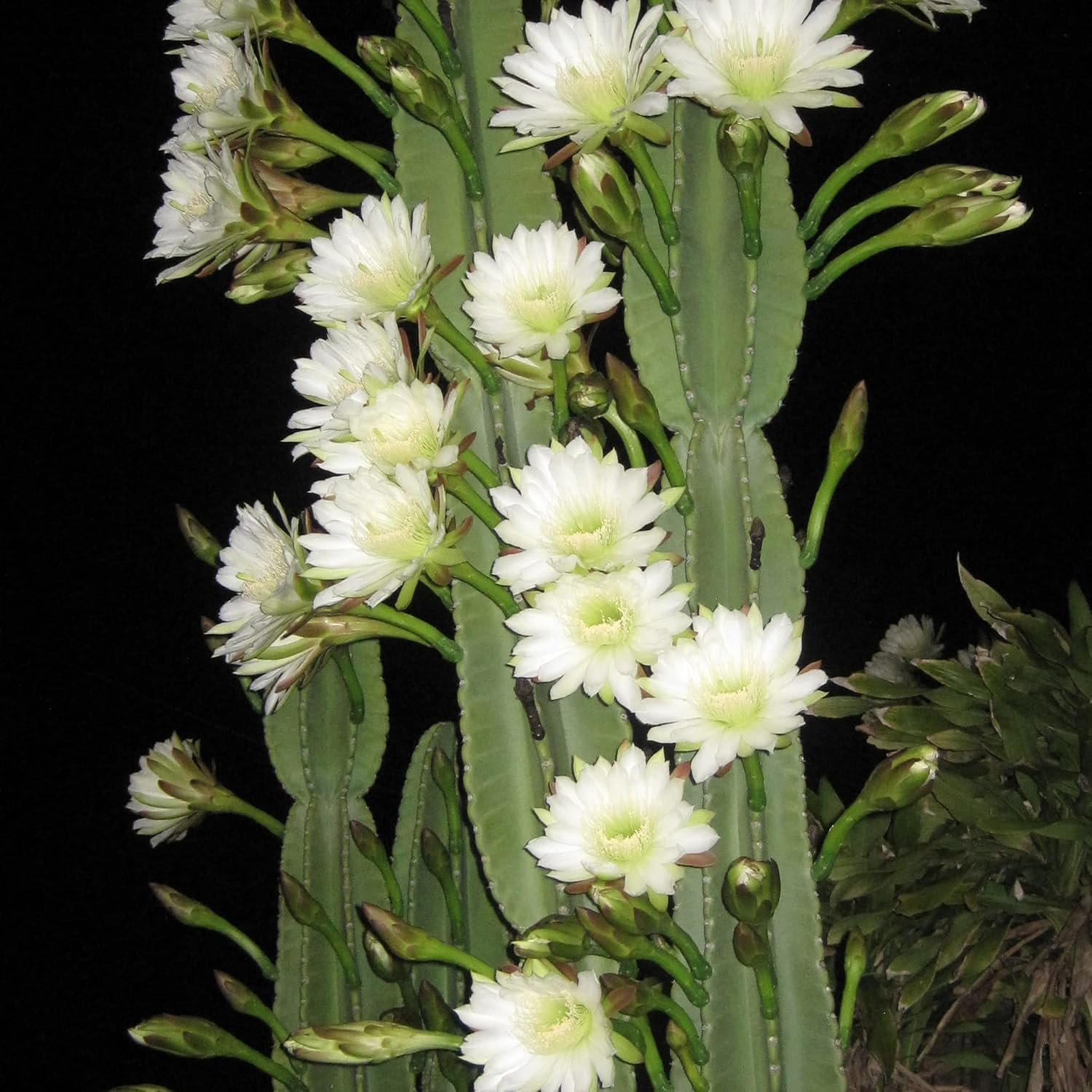 Night-Blooming Cereus Cactus Plant with Large, Fragrant White Flowers - Queen of The Night Seeds, 50 Pcs