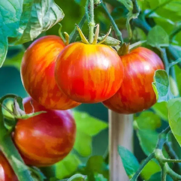 Tigerella Tomato Seeds – Heirloom Striped Variety - High-Yield & Sweet Flavor