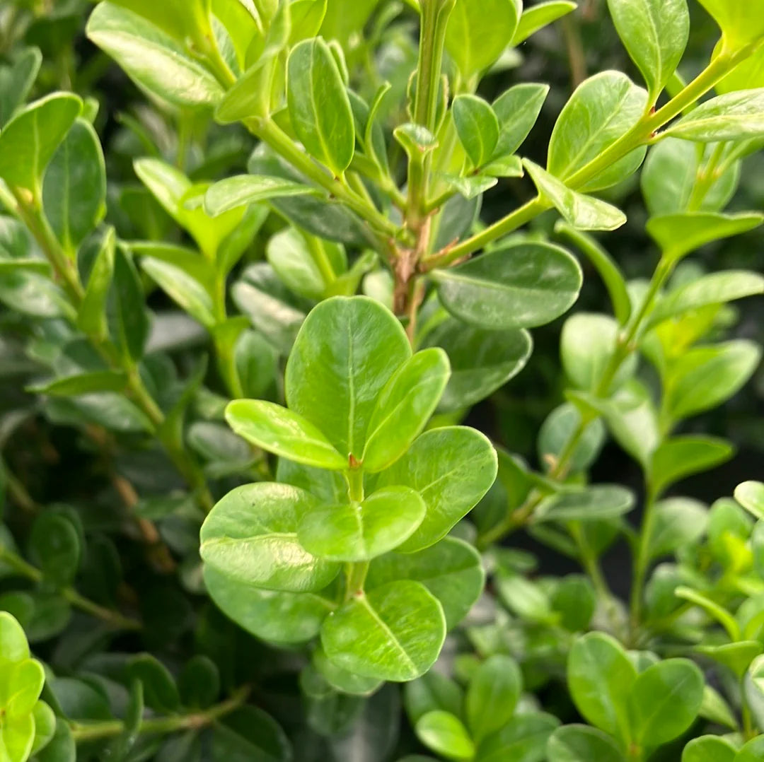 Graines de Buis japonais à feuilles persistantes (Buxus microphylla)