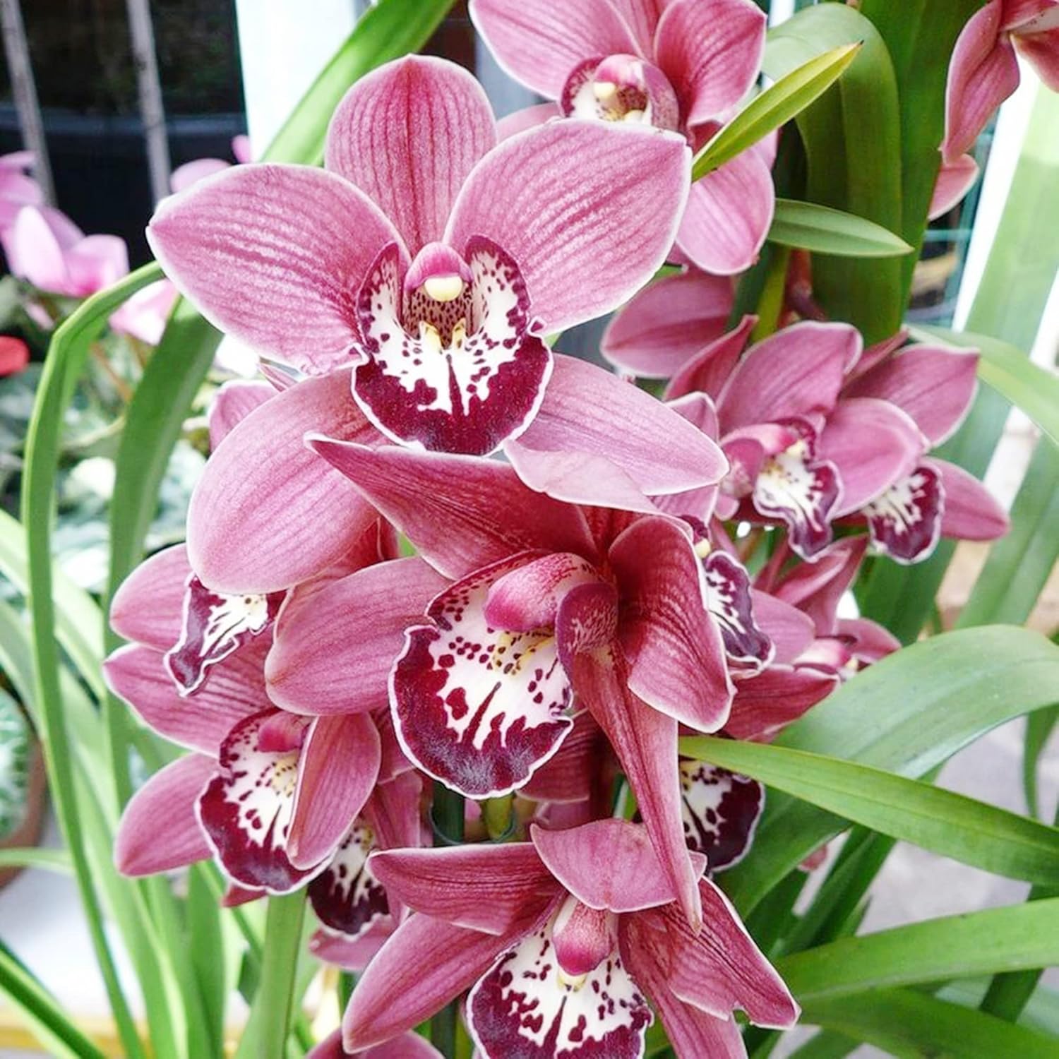 Cymbidium-Orchideensamen – Bootsorchidee, immergrüne Staude, zieht Bienen an, ideal für Anfänger, Zimmerpflanze im Container