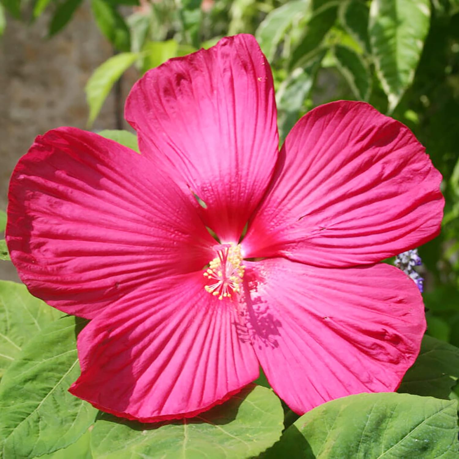 Hibiscus Moscheutos Samen - Winterharter Hibiskus, Sumpfrose, mehrjährige Blütenpflanze für Gartenbeete, zieht Bienen, Schmetterlinge und Kolibris an - 25 Stück