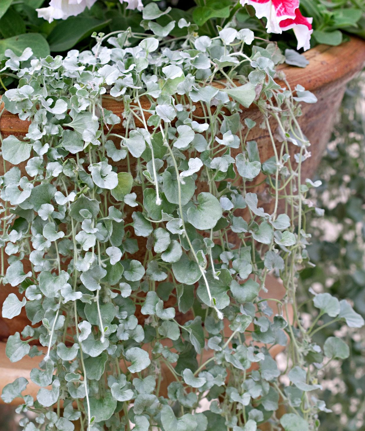 Kucus Dichondra Repens Silver Falls &amp; Emerald Falls Bodendeckersamen für Hängekörbe 