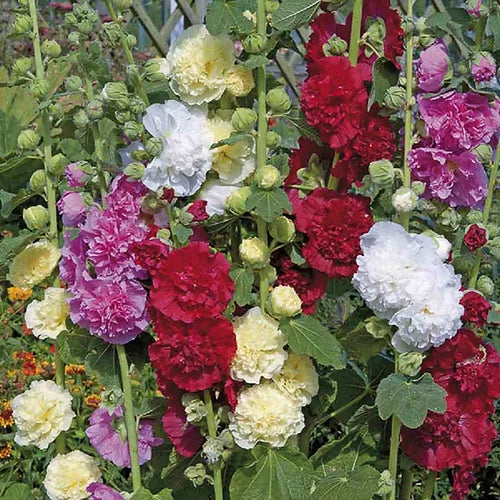 Double Hollyhock Alcea Rosea Seeds for Planting, 100 pcs - Flower seeds