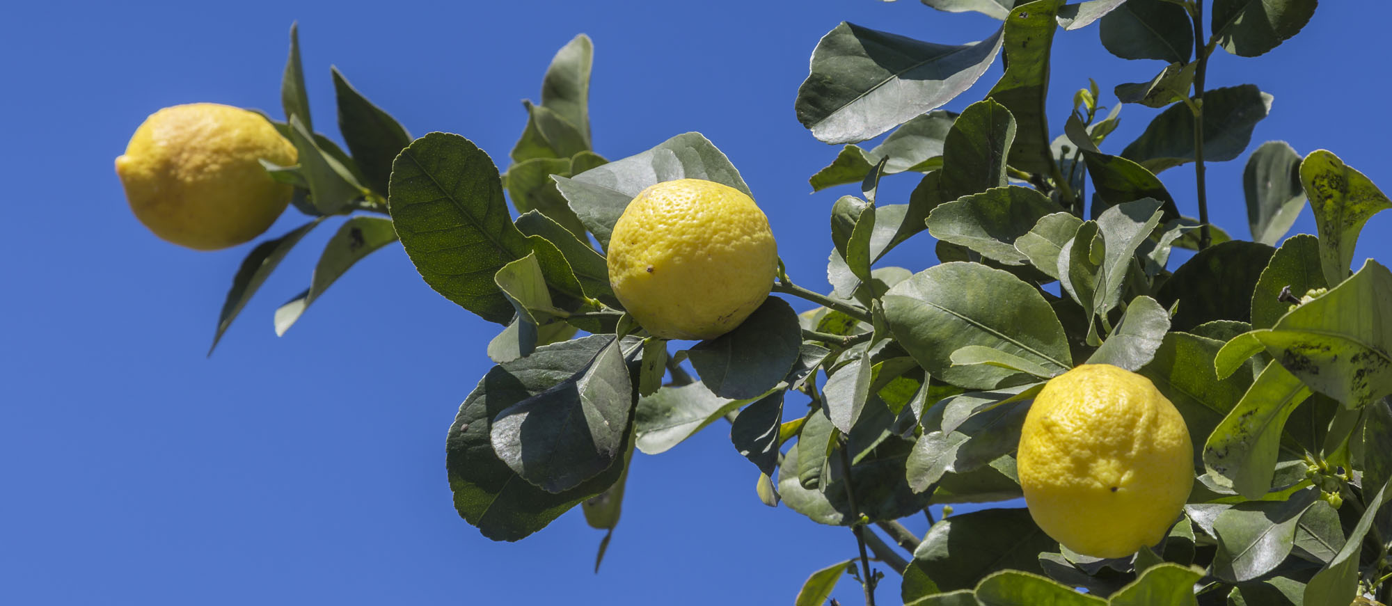 Femminello Lemon Seeds for Planting – Grow Classic Italian Citrus at Home