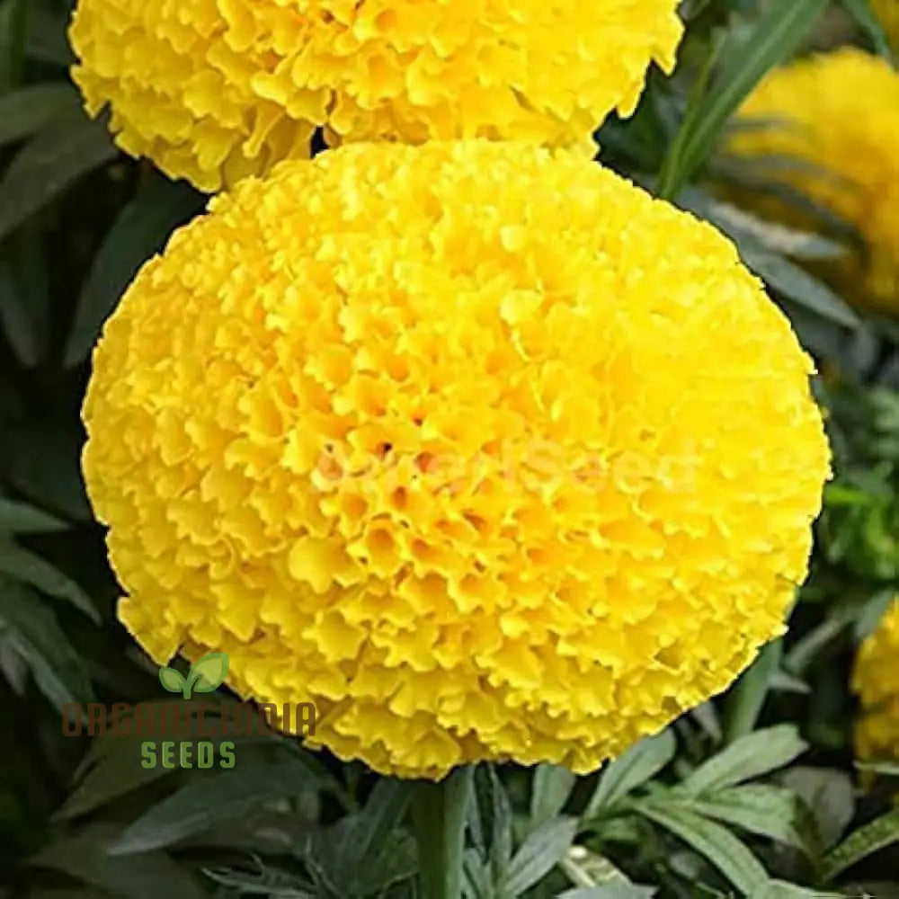 6 Variety Marigold (Gainda) Flower Seeds For Planting Comprehensive Guide To Growing A Colorful