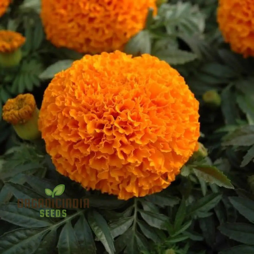 6 Variety Marigold (Gainda) Flower Seeds For Planting Comprehensive Guide To Growing A Colorful