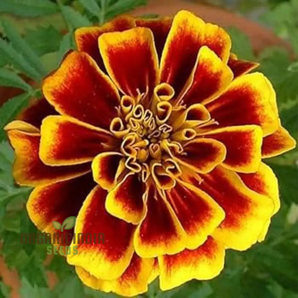 6 Variety Marigold (Gainda) Flower Seeds For Planting Comprehensive Guide To Growing A Colorful